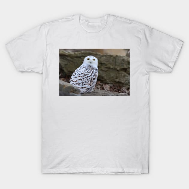 Snowy Owl T-Shirt by Jim Cumming